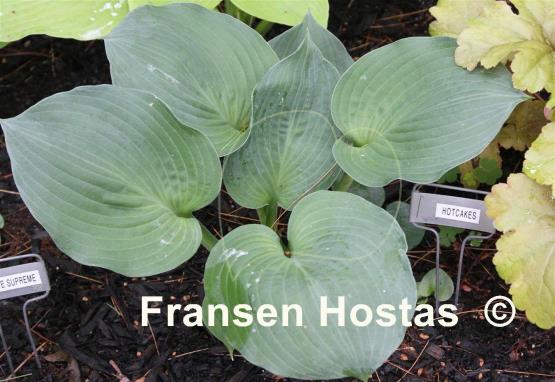 Hosta Hotcakes